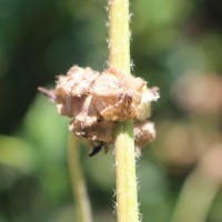 Malva parviflora L.